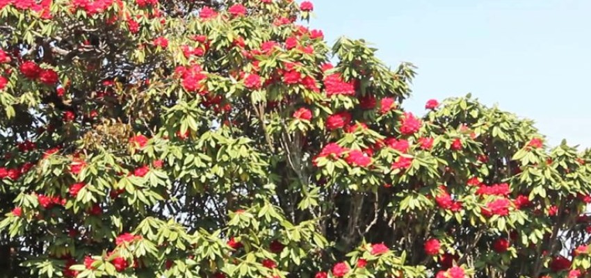 रेसुङ्‍गा क्षेत्रमा लालीगुराँस संरक्षण गर्न नगरपालिकाको अपिल